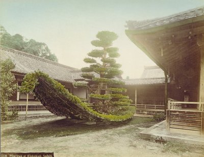Pine Tree at Kinkaku-ji, Kyoto, c.1905 by Japanese Photographer